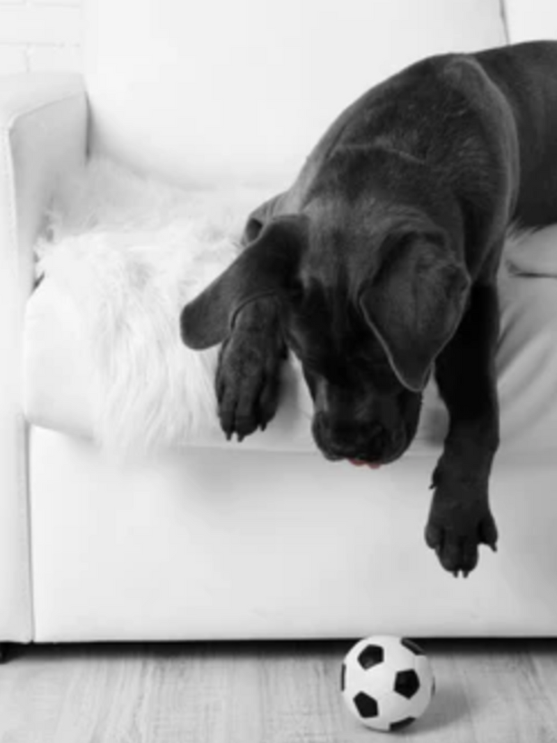 Durable Home Finishes for Kids & Pets